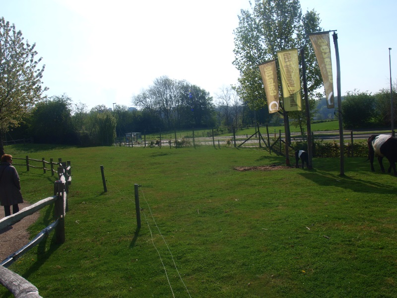 Dutch belted cow pasture (May 2nd, 2015)