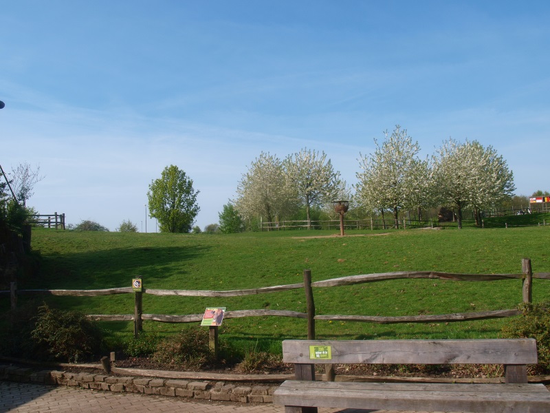Dutch belted cow pasture (May 2nd, 2015)