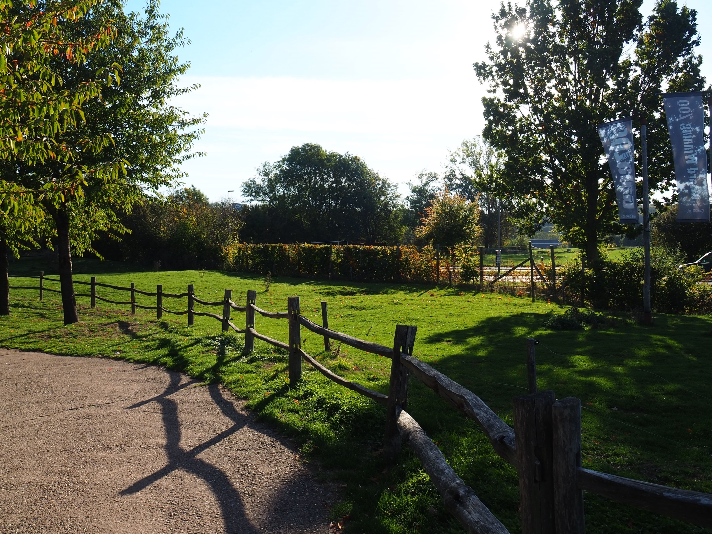 Dutch Belted cow pasture (Oct 13th, 2018)
