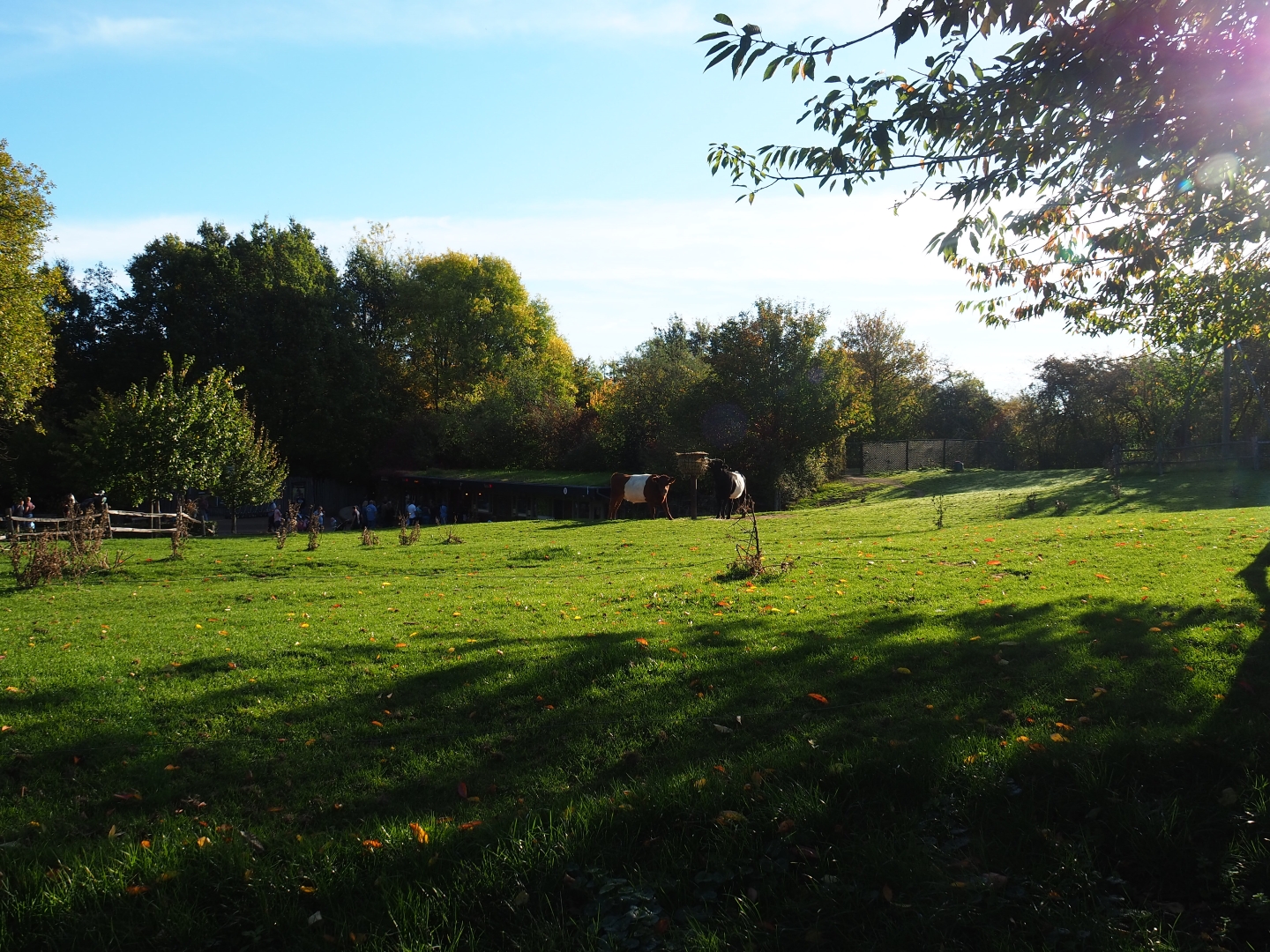 Dutch Belted cow pasture (Oct 13th, 2018)