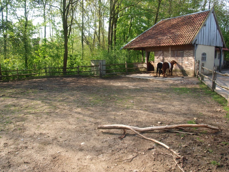 Dutch belted cow pen (May 2nd, 2015)