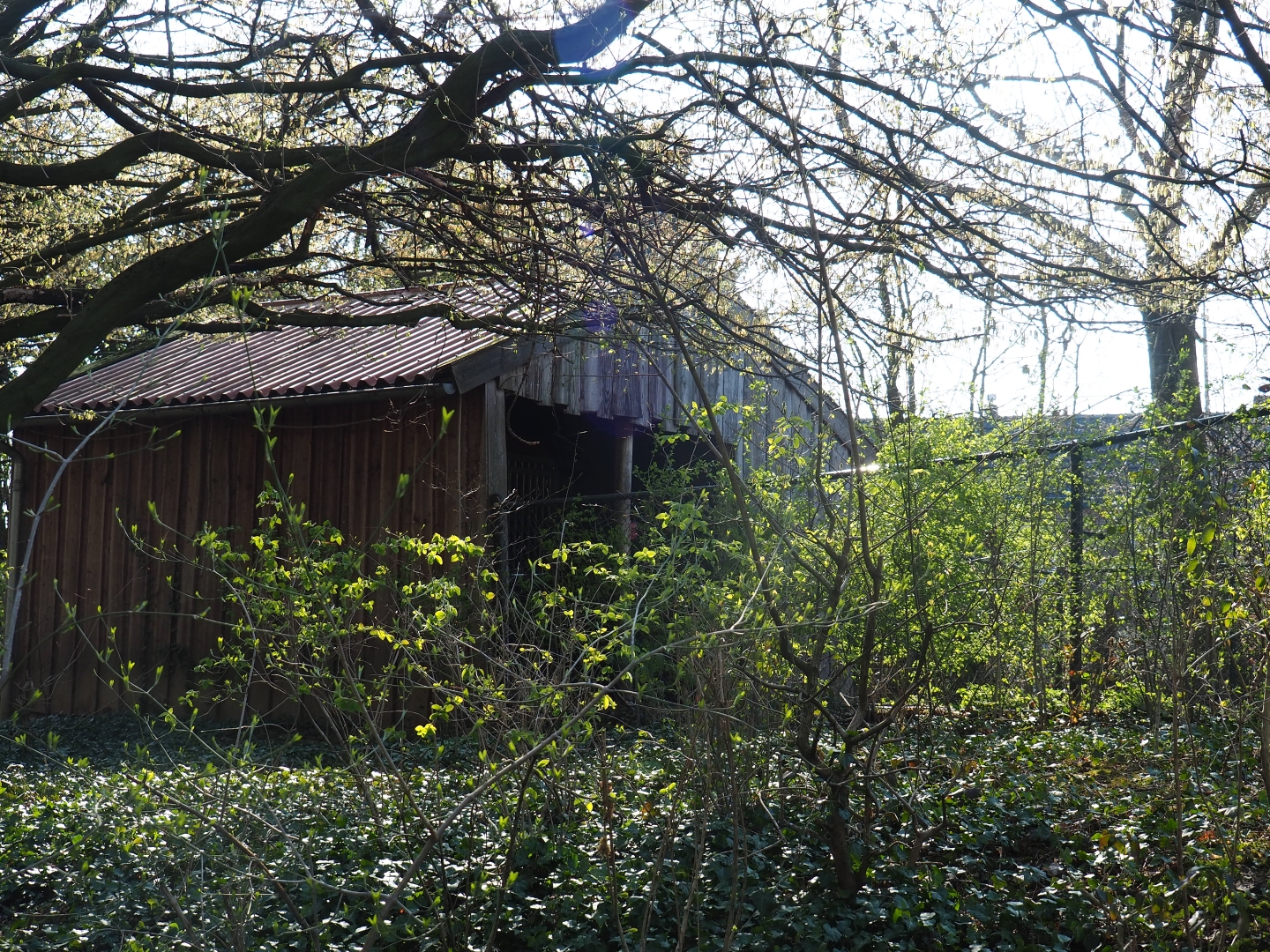 Dutch belted cow stable, 2019-03-30