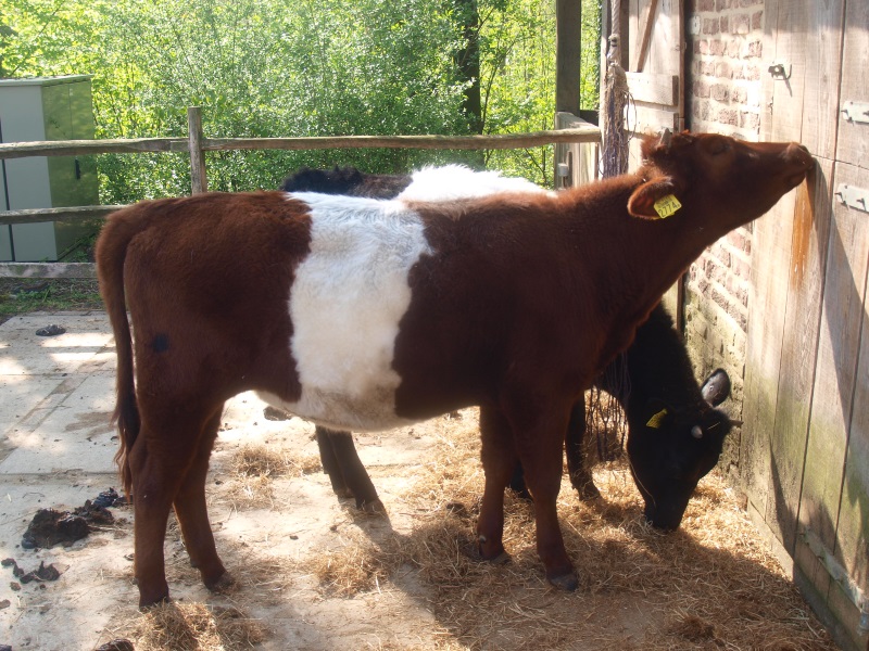 Dutch belted cows (May 2nd, 2015)