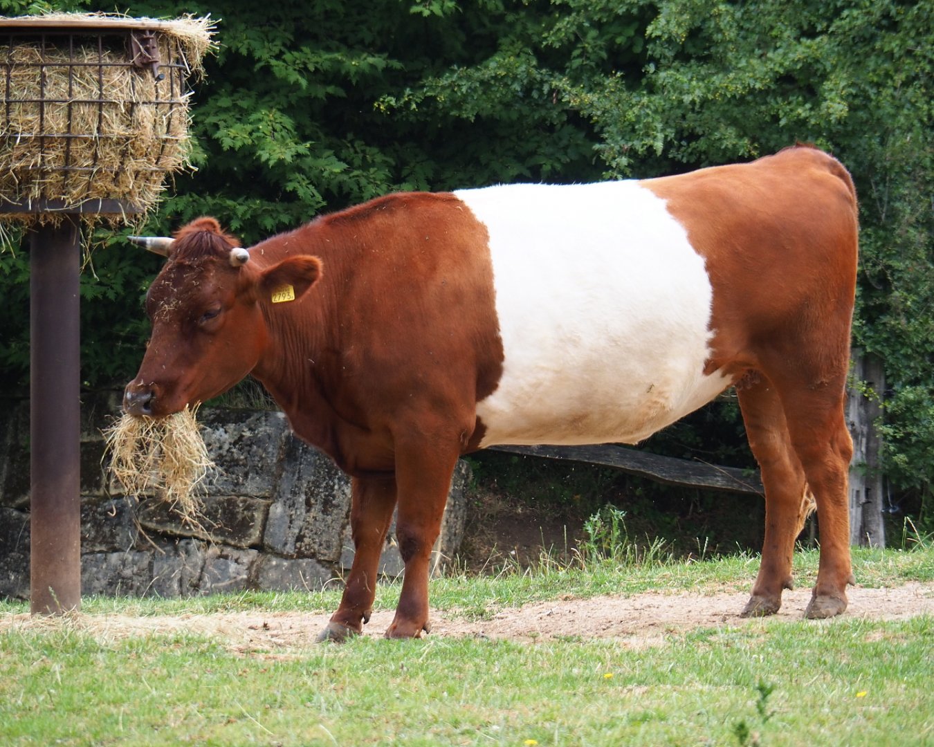 Dutch belted or Lakenvelder cattle (Bos taurus taurus), 2019-07-21