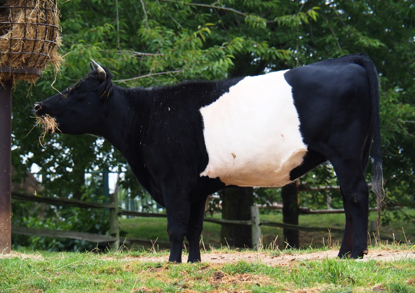 Dutch belted or Lakenvelder cattle (Bos taurus taurus), 2019-07-21