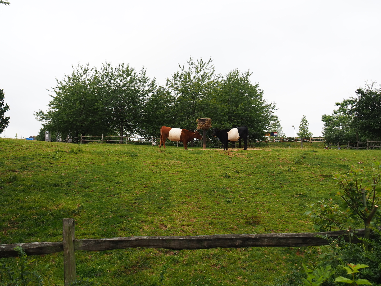 Dutch belted or Lakenvelder cattle pasture, 2019-07-21