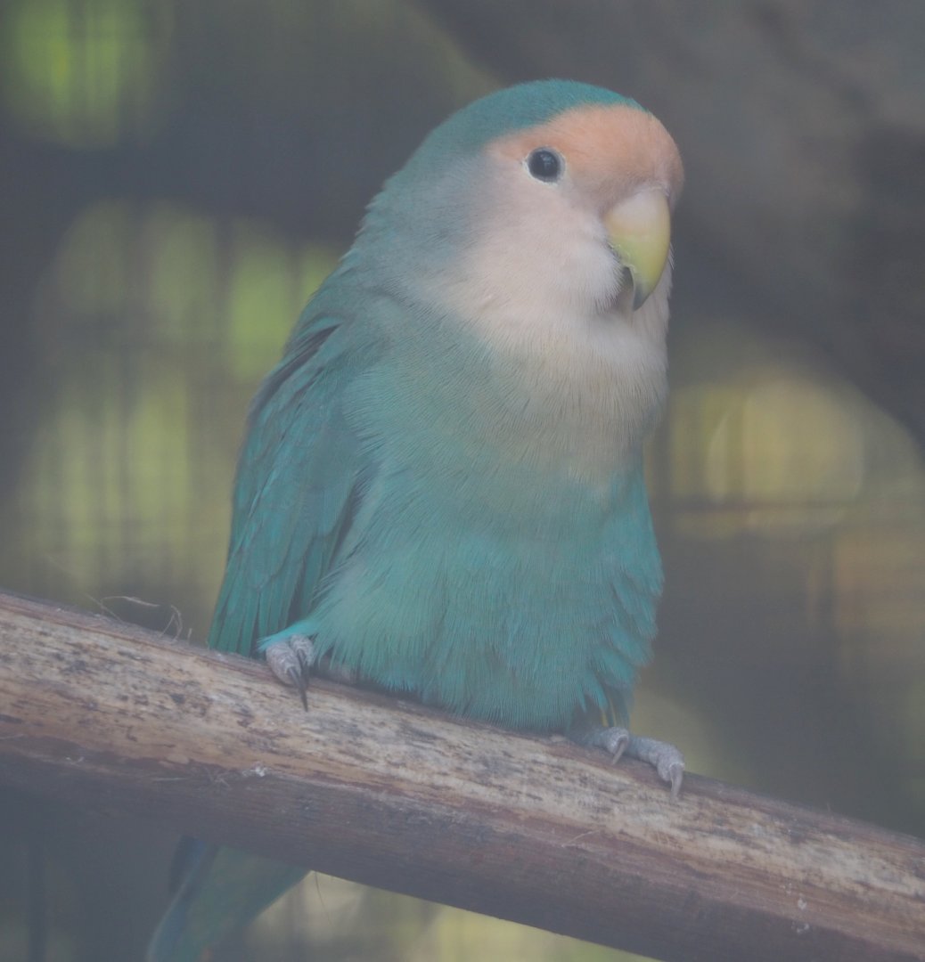 Dutch Blue mutation Peach-faced lovebird (Agapornis roseicollis), 2020-09-12