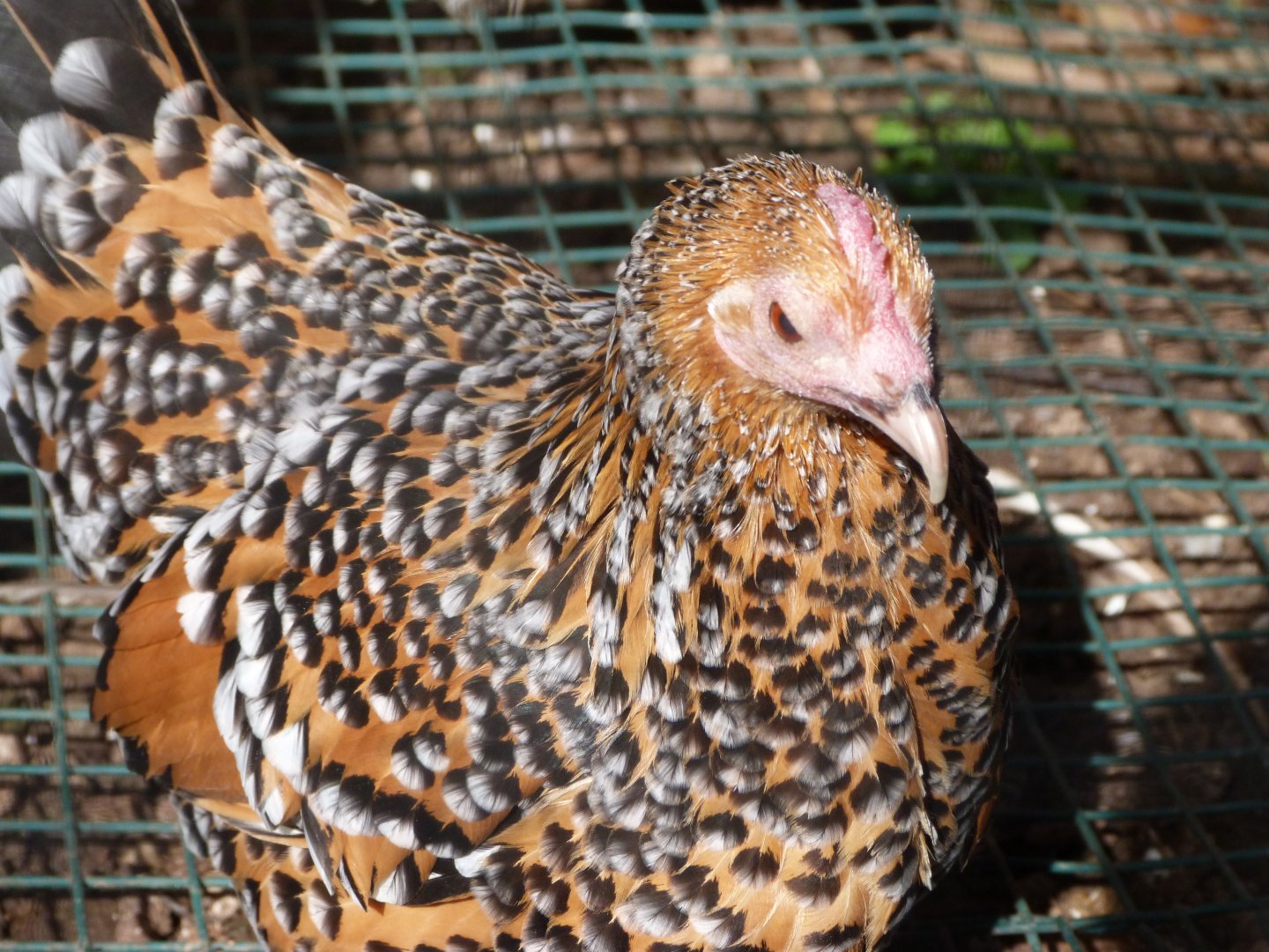 Dutch booted millefleur hen -Zoo de Santillana del Mar (2024)