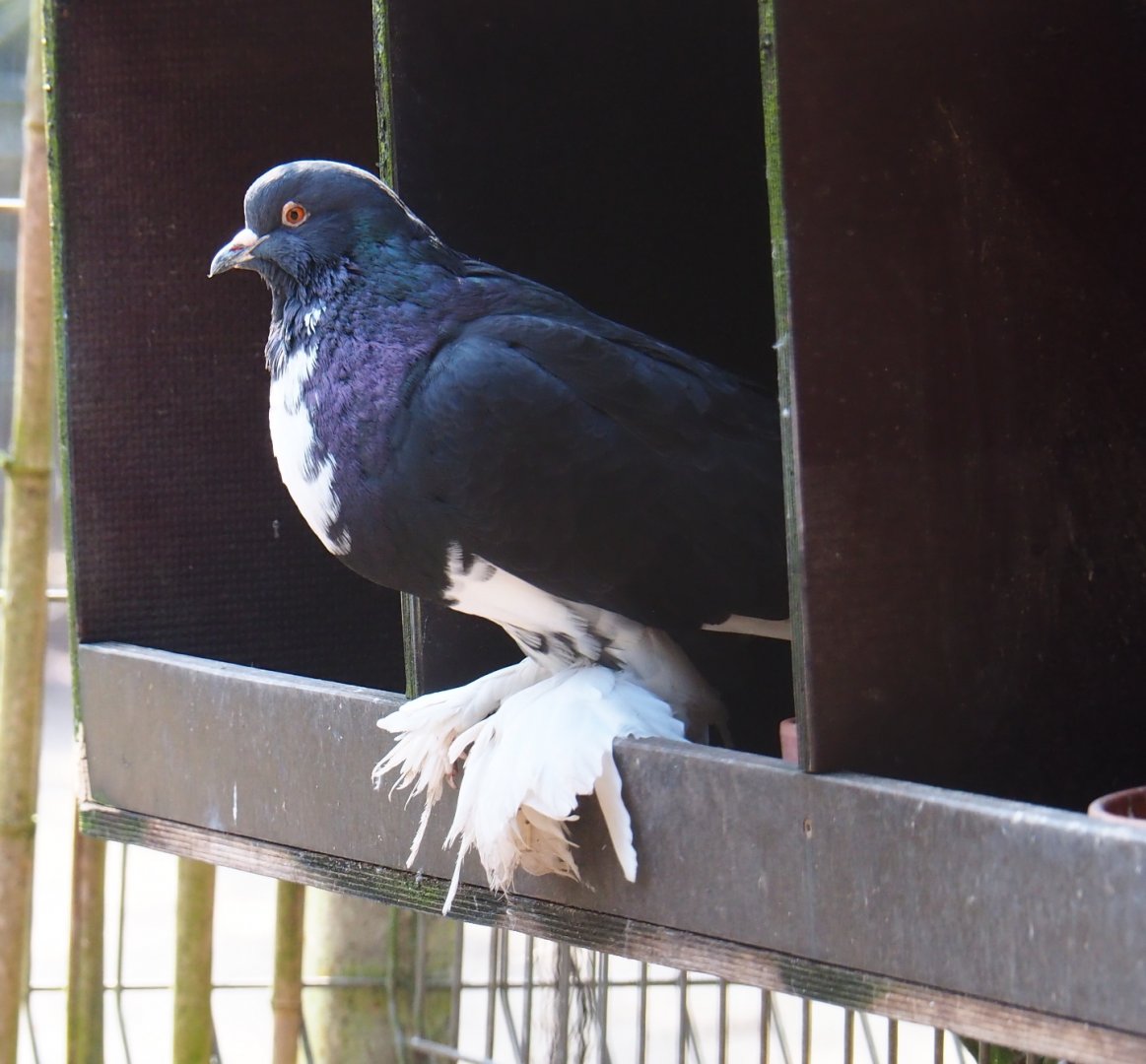 Dutch cropper pigeon (Columba livia domestica), 2019-04-06