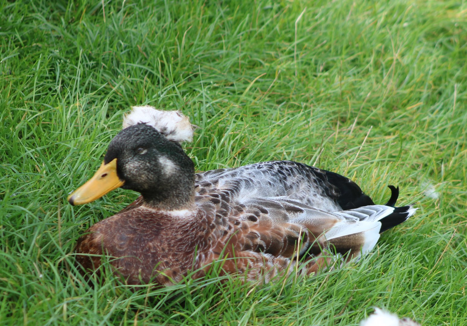 Dutch duck-breed