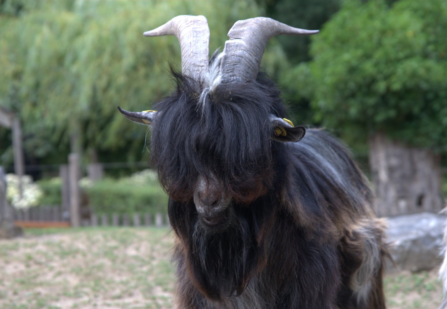 Dutch Landrace Goat (Capra aegagrus f. hircus)