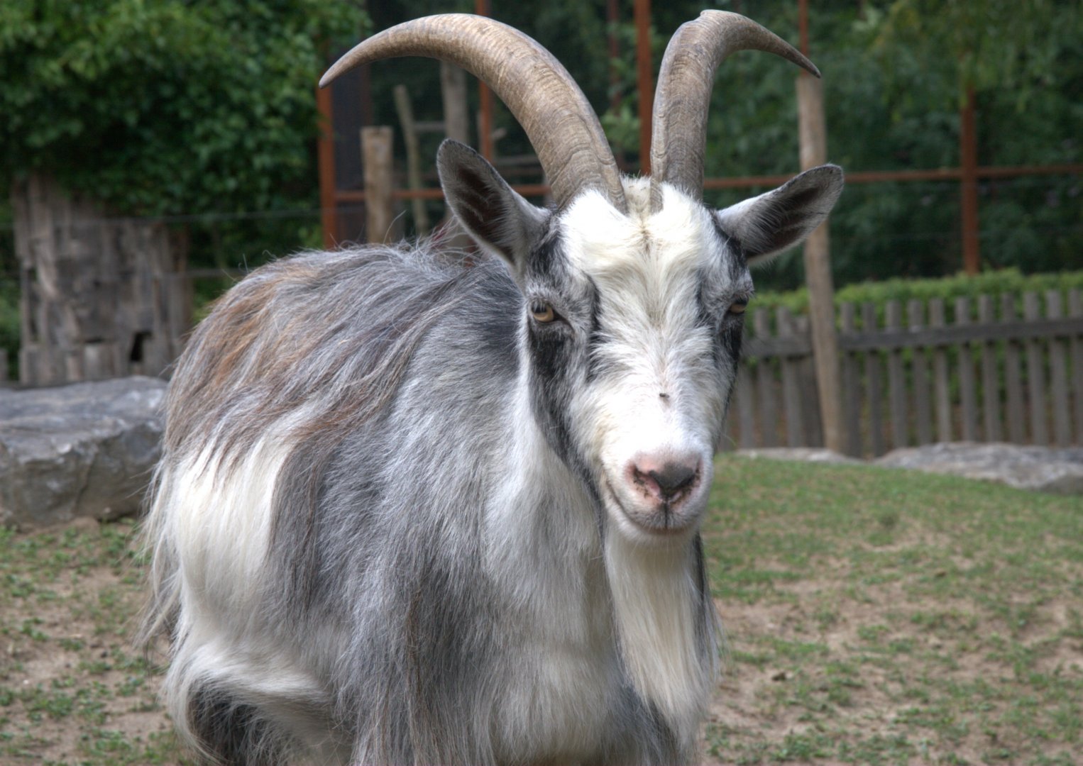 Dutch Landrace Goat (Capra aegagrus f. hircus)
