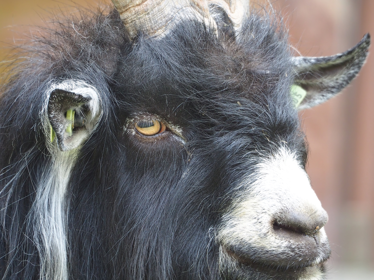 Dutch Landrace goat (Capra hircus), 2023-07-18