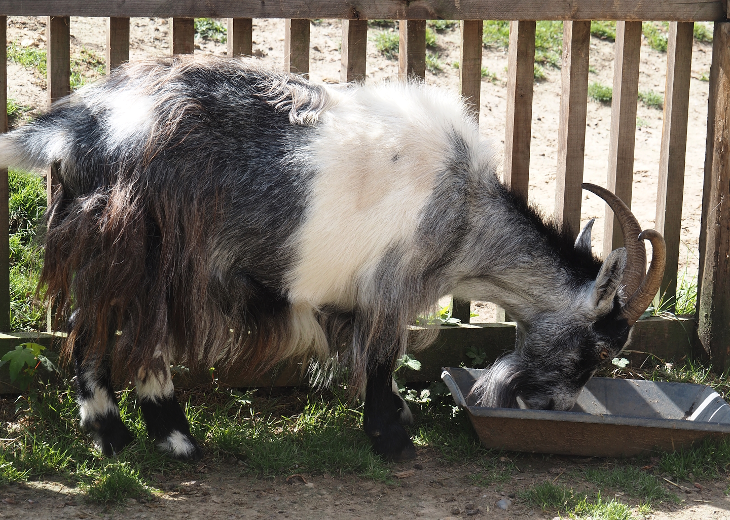 Dutch landrace goat (Capra hircus), 2024-08-21