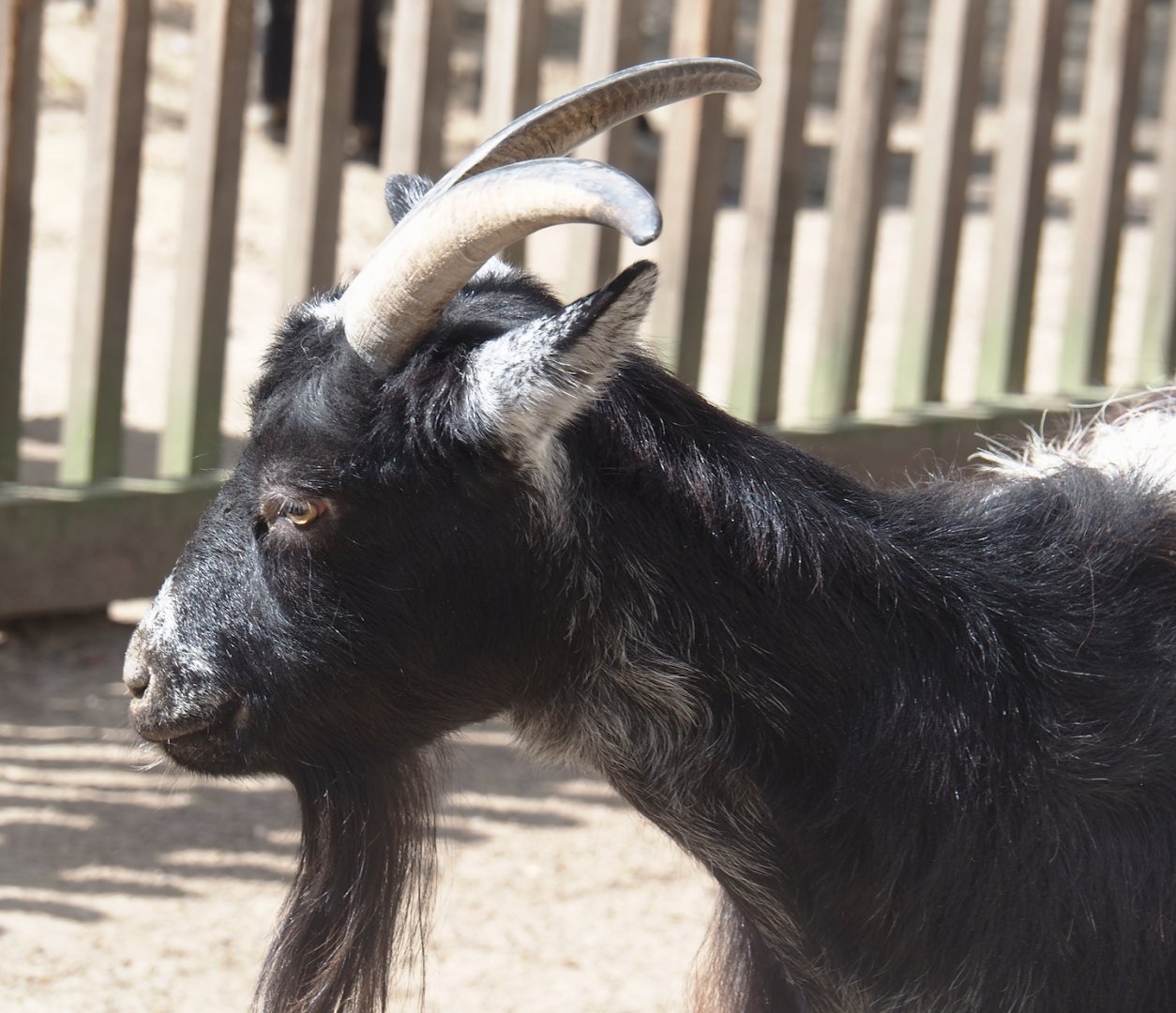 Dutch landrace goat (Capra hircus), 2024-08-21