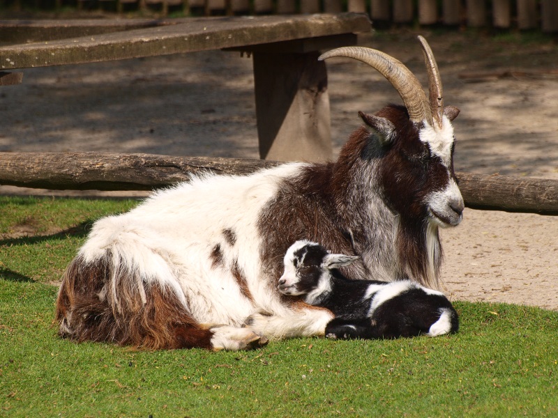 Dutch Landrace goat (May 2nd, 2015)