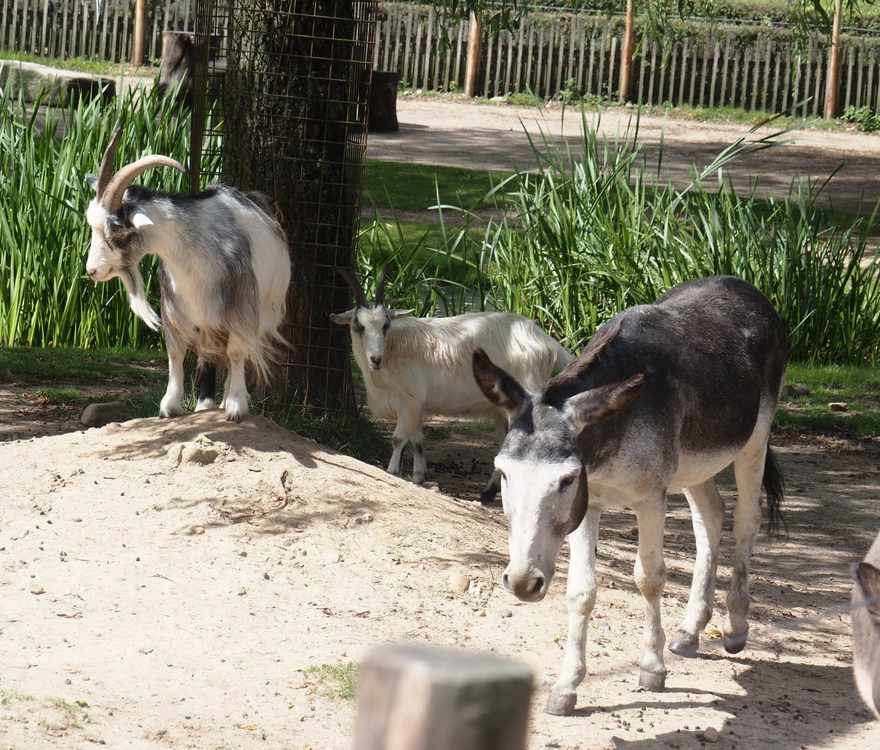 Dutch landrace goats (Capra hircus) and Miniature donkey  (Equus africanus asinus), 2024-08-21
