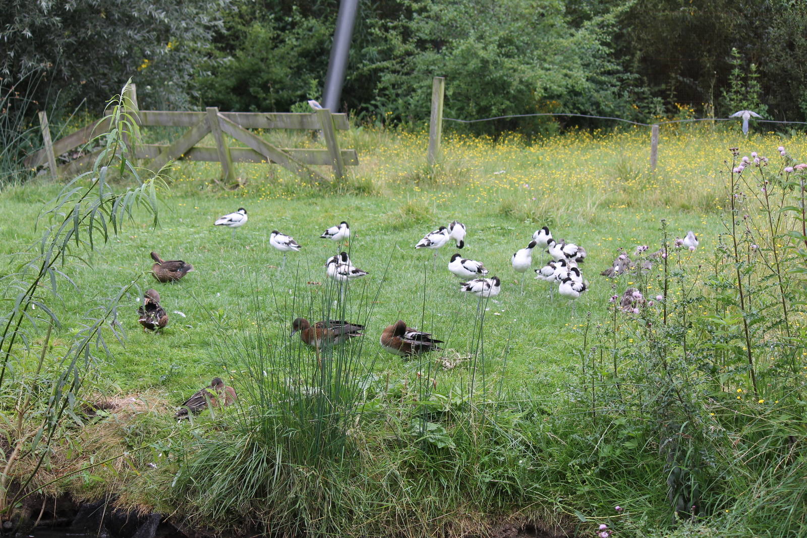 Dutch meadow part of the migratory bird aviary.