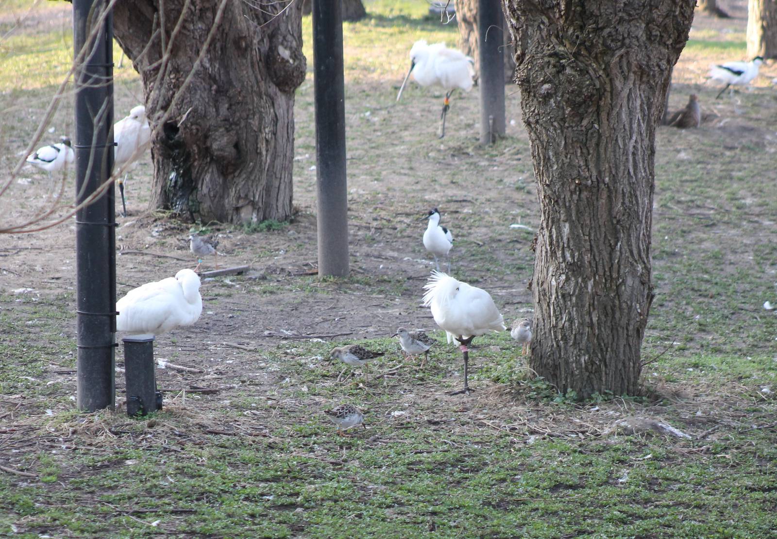 Dutch polder birds