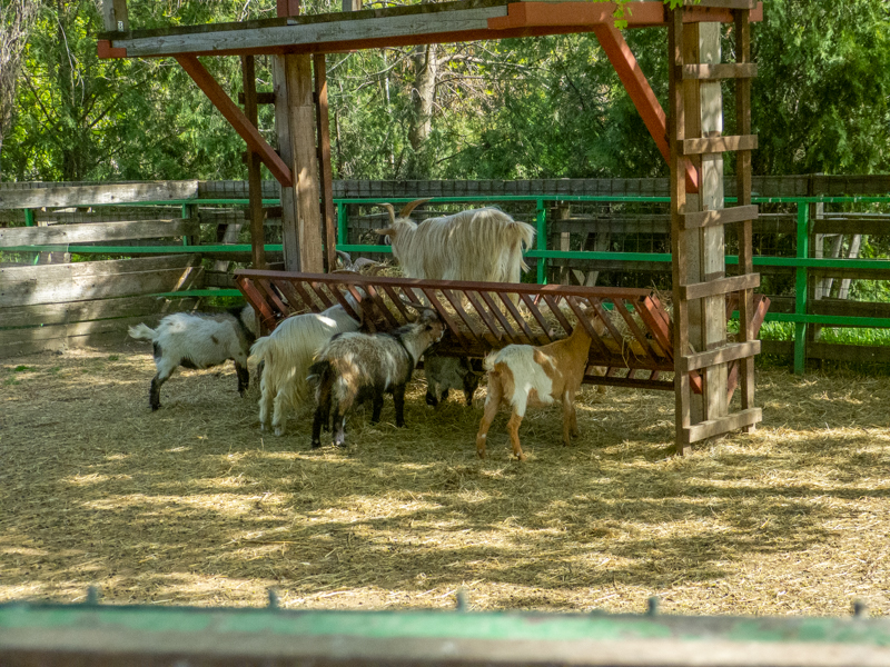 Dutch Pygmy Goat / Capra aegagrus hircus