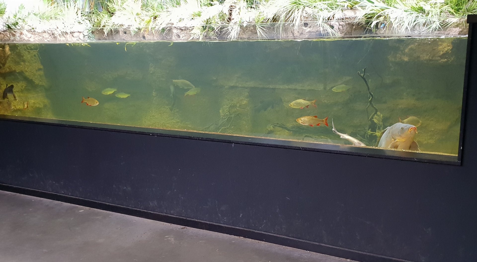 Dutch trench aquarium