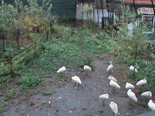 Dutch Wetlands Aviary 061110