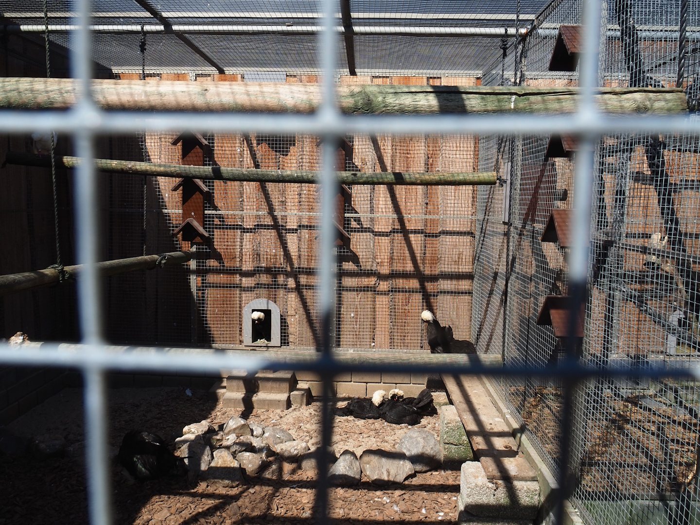 Dutch white-crested chicken and Old Dutch gull pigeon aviary, 2023-05-31