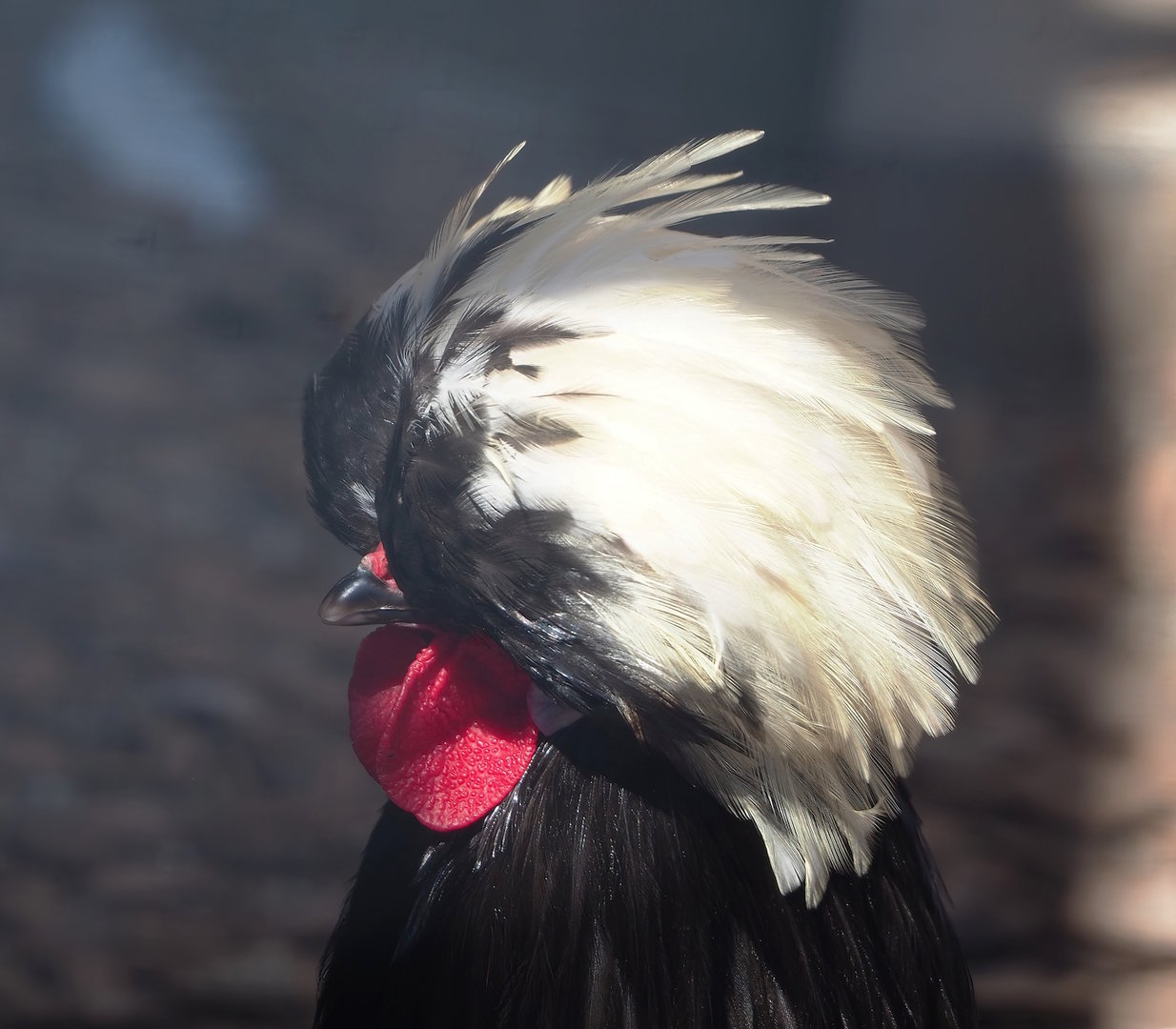 Dutch white-crested chicken (Gallus domesticus), 2023-05-31