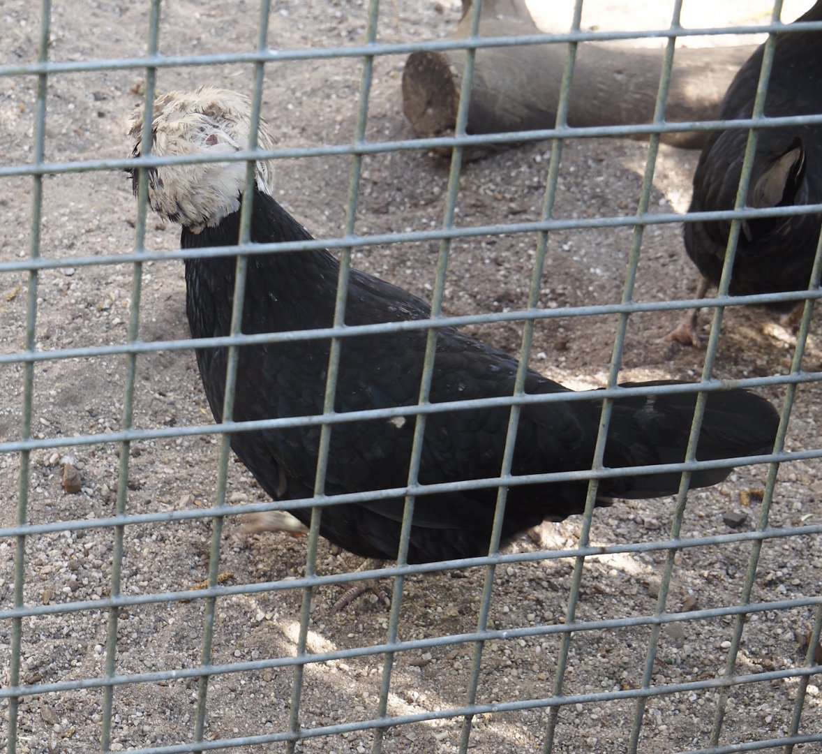 Dutch white-crested chicken (Gallus gallus domesticus), 2025-04-12