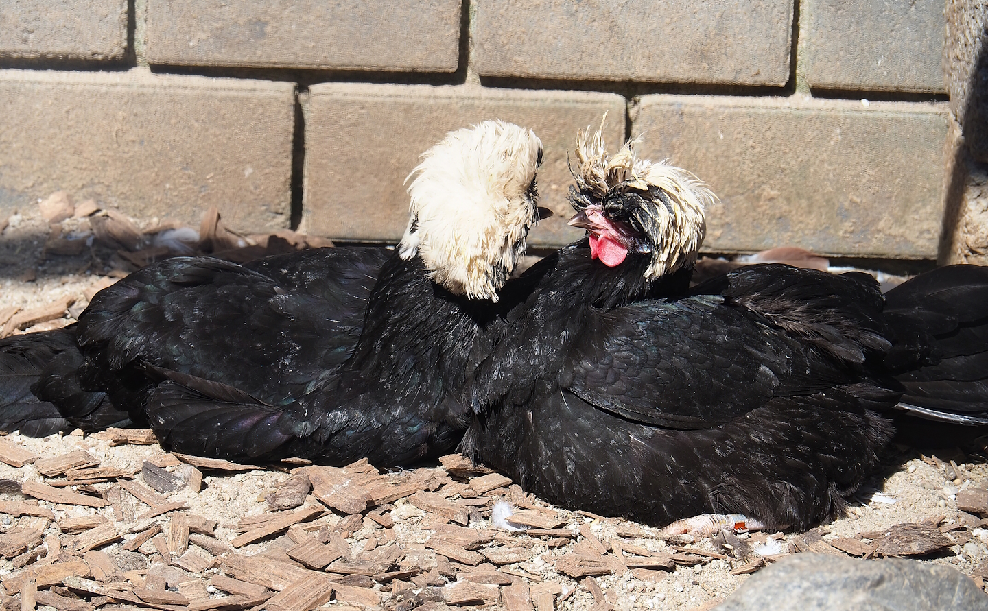 Dutch white-crested chickens (Gallus domesticus), 2023-05-31