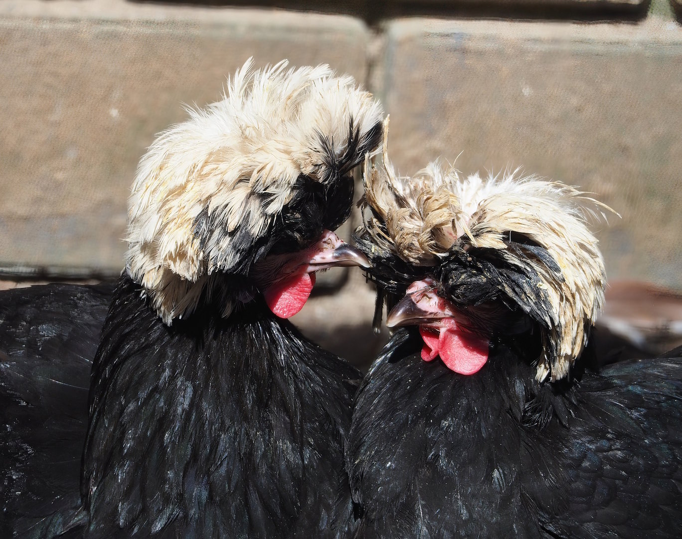 Dutch white-crested chickens (Gallus domesticus), 2023-05-31