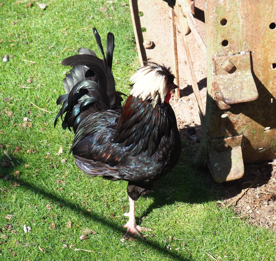 Dutch white-crested rooster (Gallus domesticus), 2022-06-28