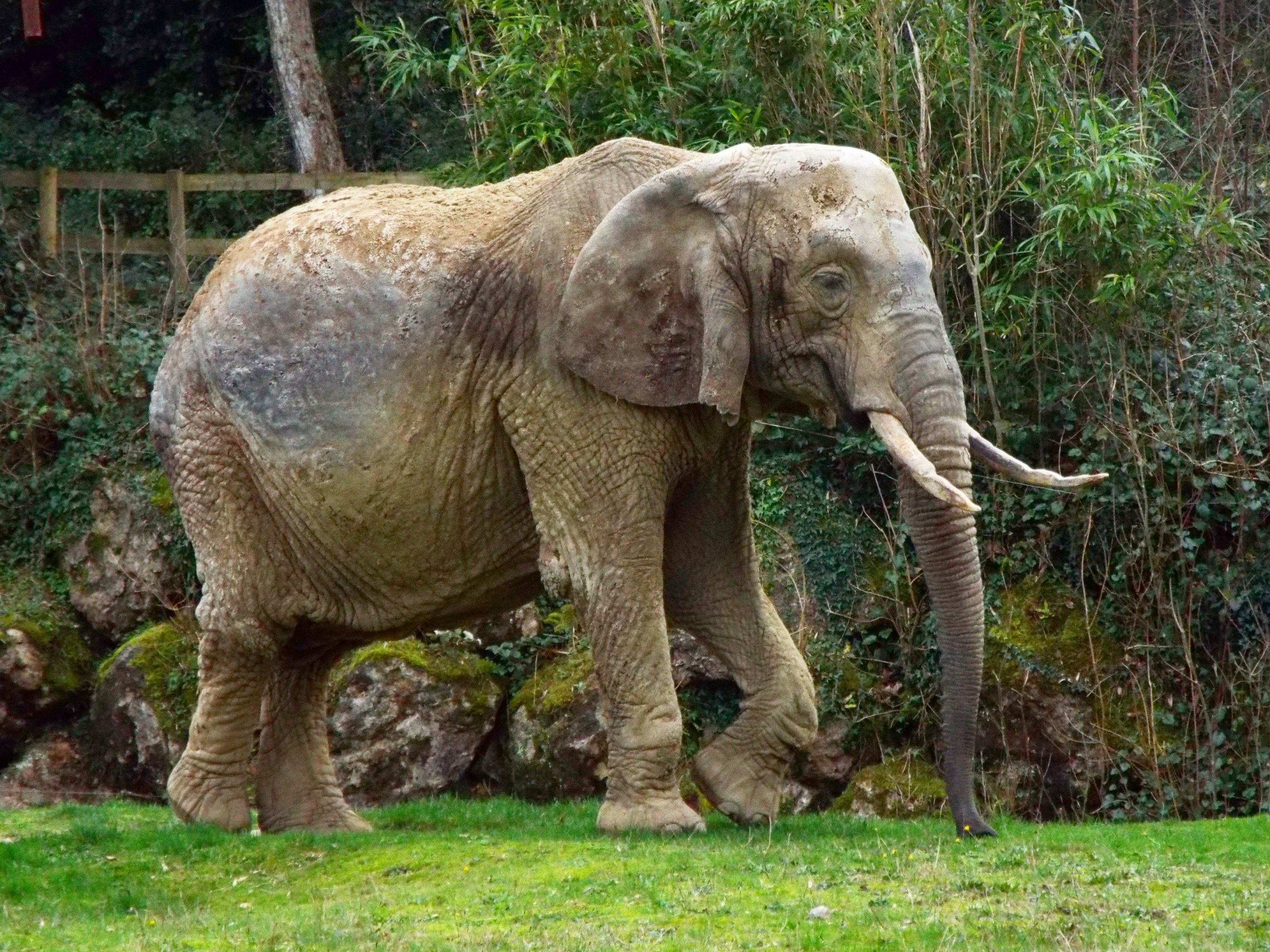 Dutchess Paignton Zoo