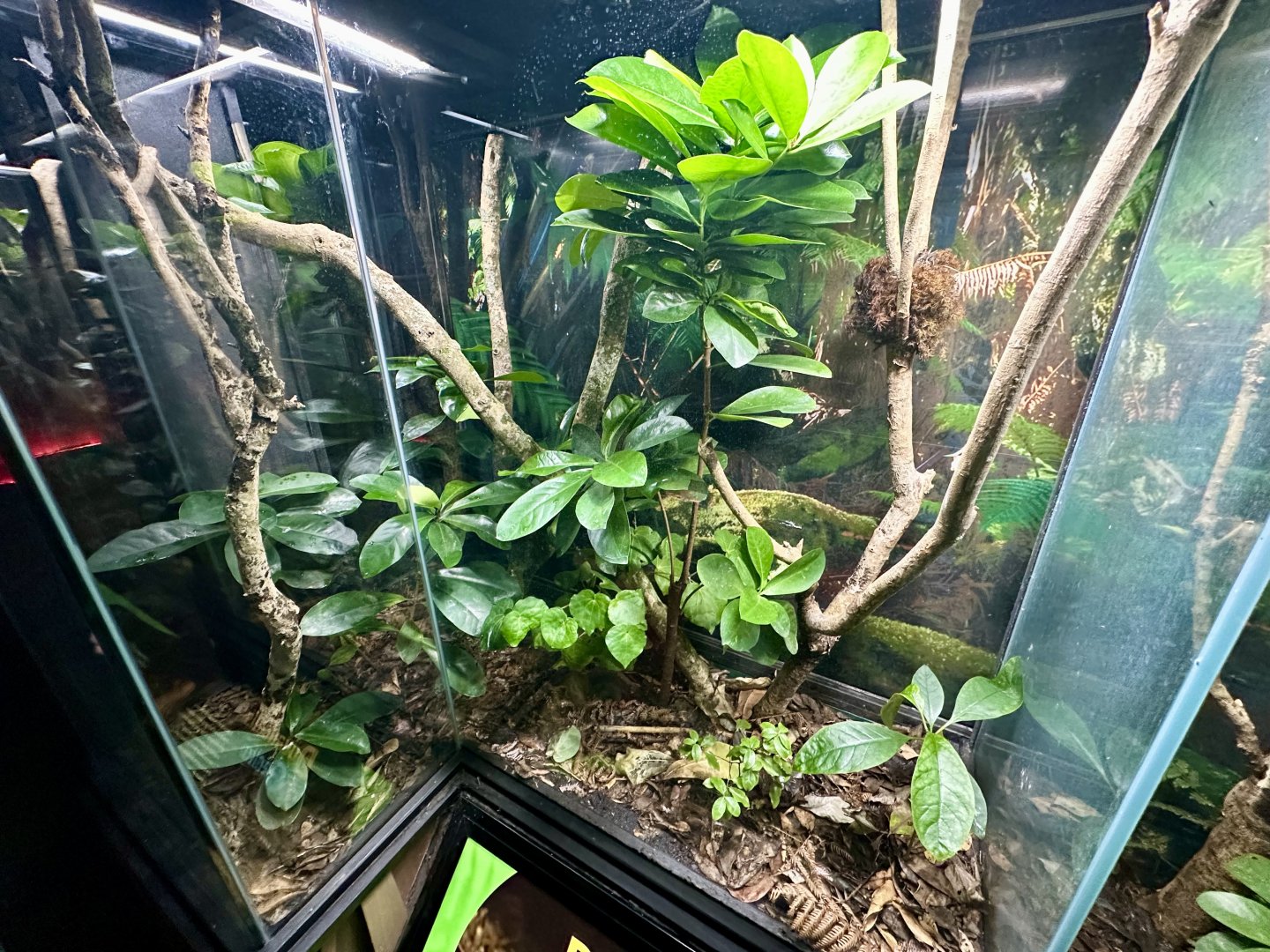 Duvaucel’s Gecko Exhibit