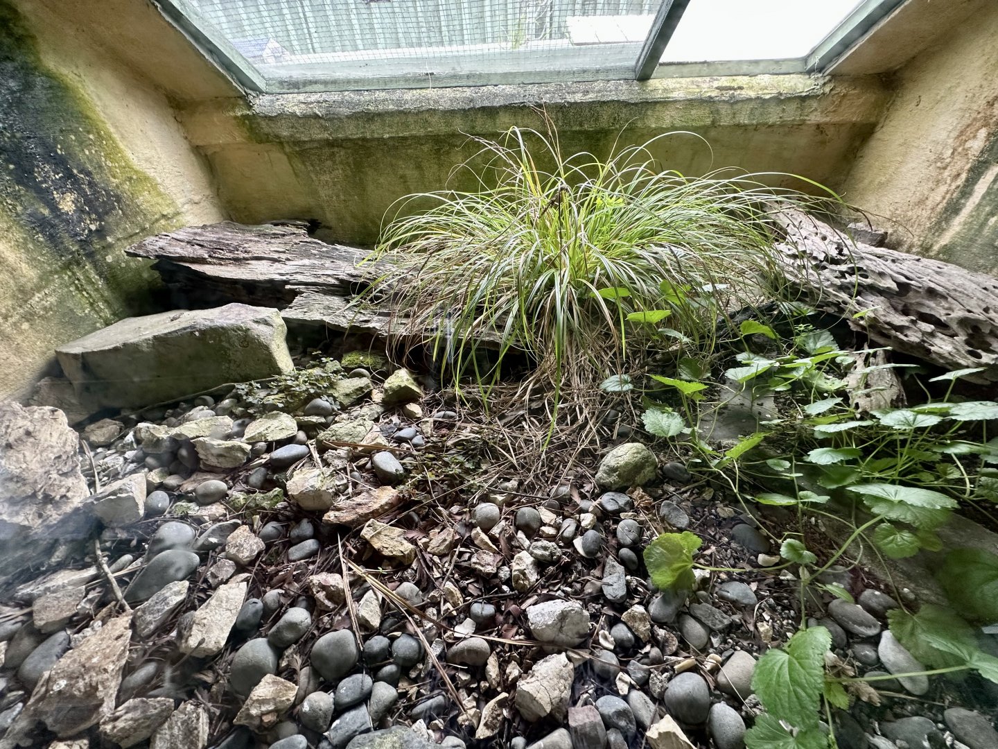 Duvaucel’s Gecko Exhibit