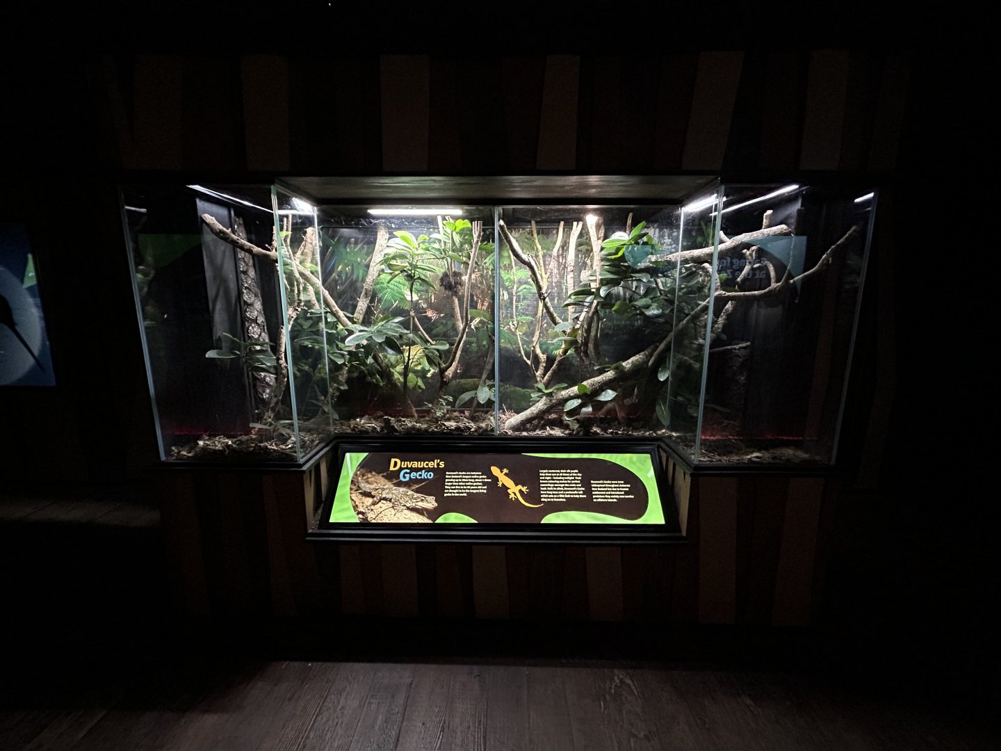 Duvaucel’s Gecko Exhibit