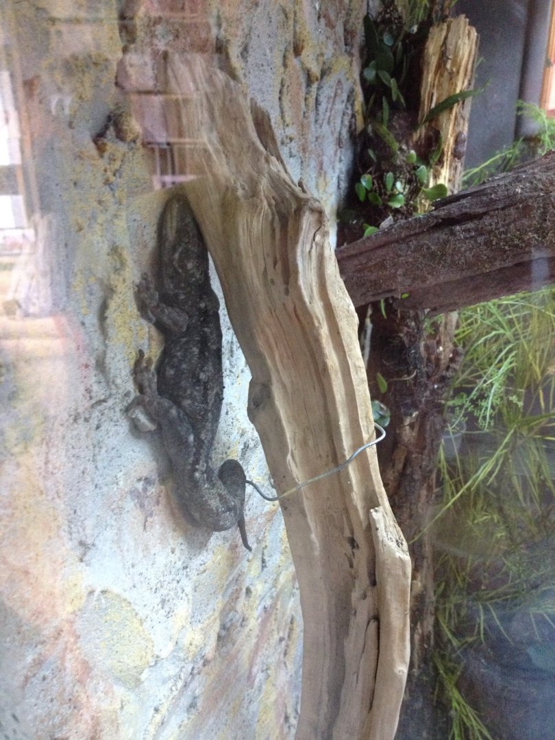 Duvaucel's Gecko (Hoplodactylus duvaucelii)