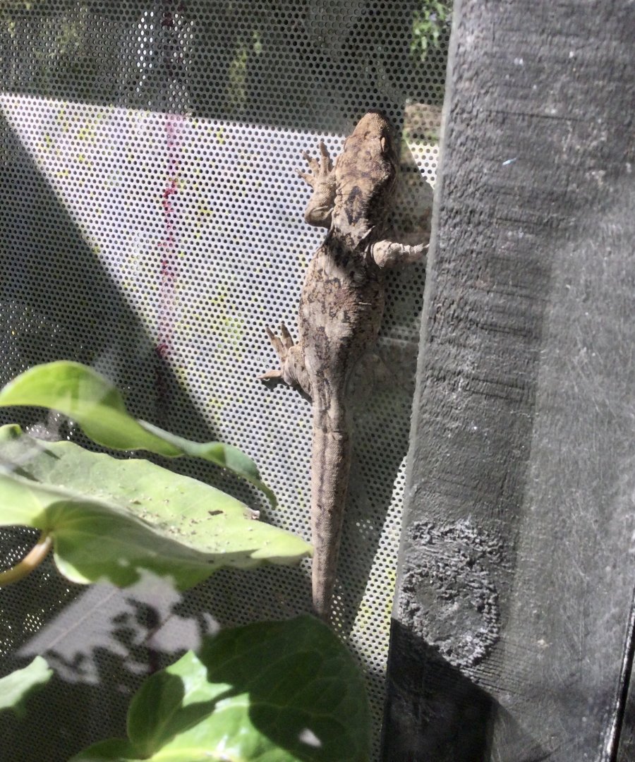 Duvaucel's gecko (Hoplodactylus duvaucelii)