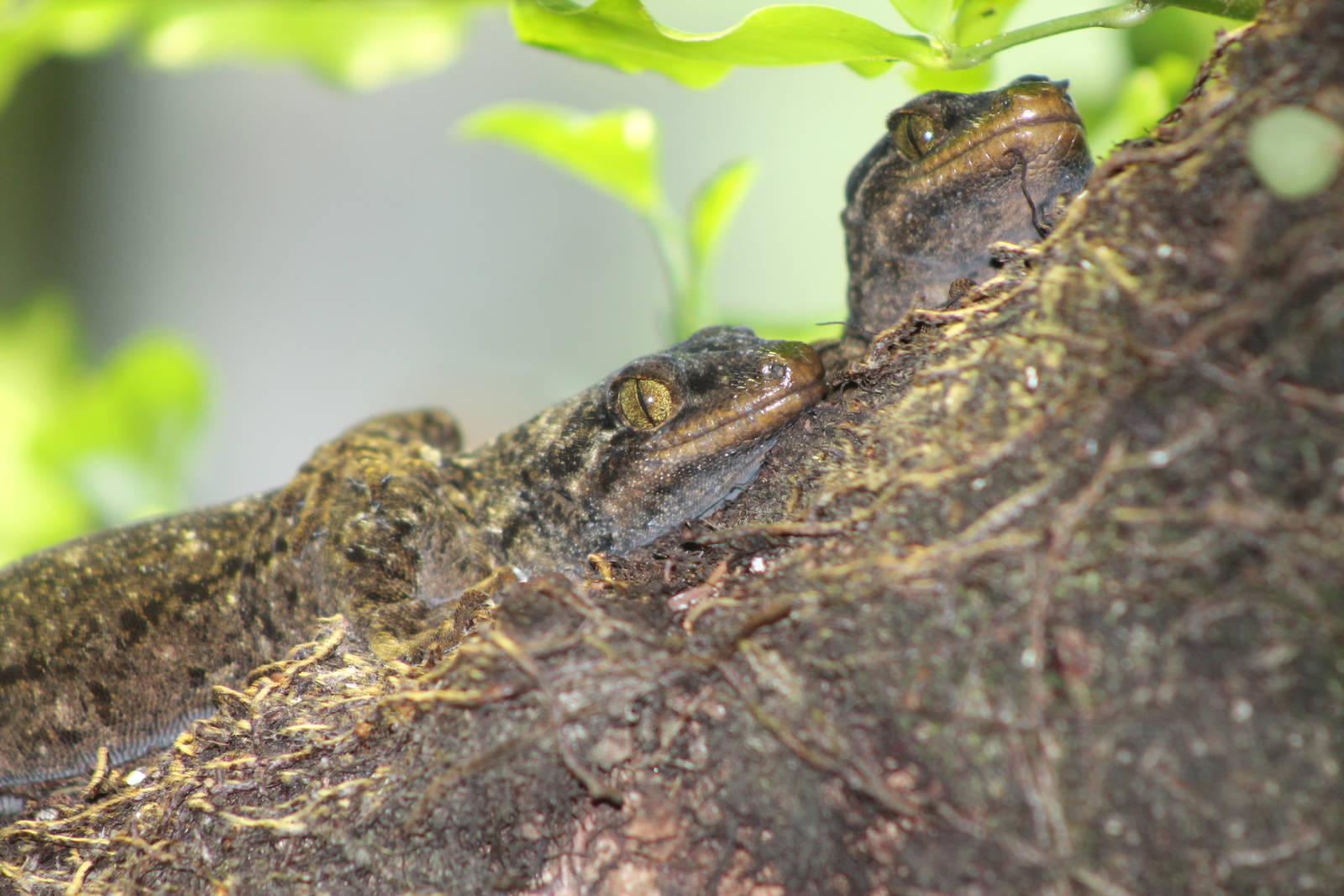 Duvaucel's gecko (Hoplodactylus duvaucelli)