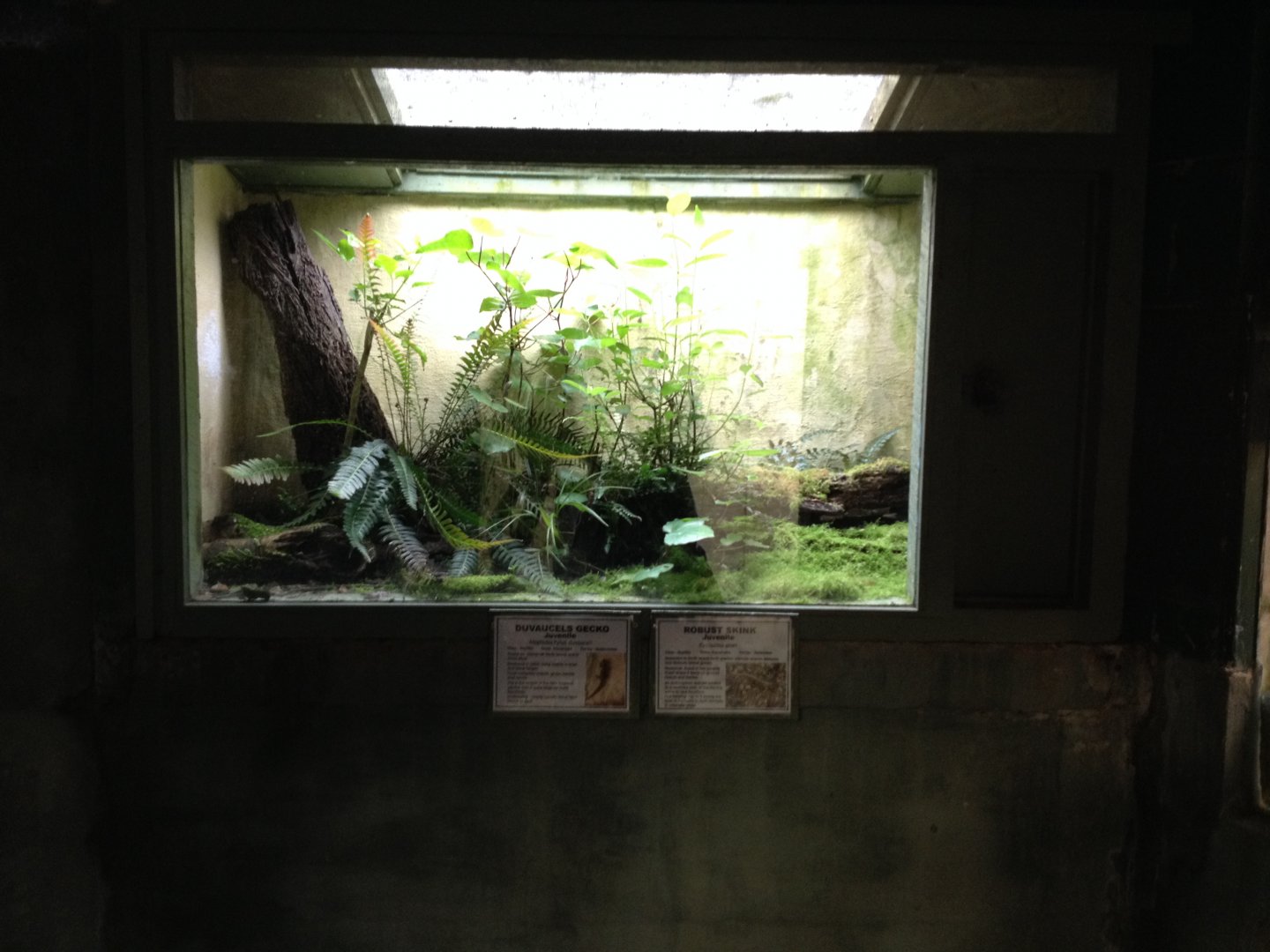 Duvaucels Gecko & Robust Skink exhibit