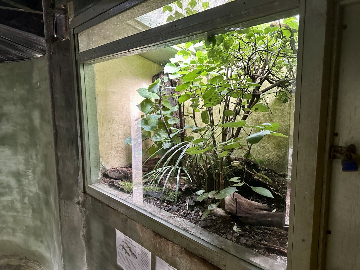 Duvaucel’s Gecko/Robust Skink Exhibit