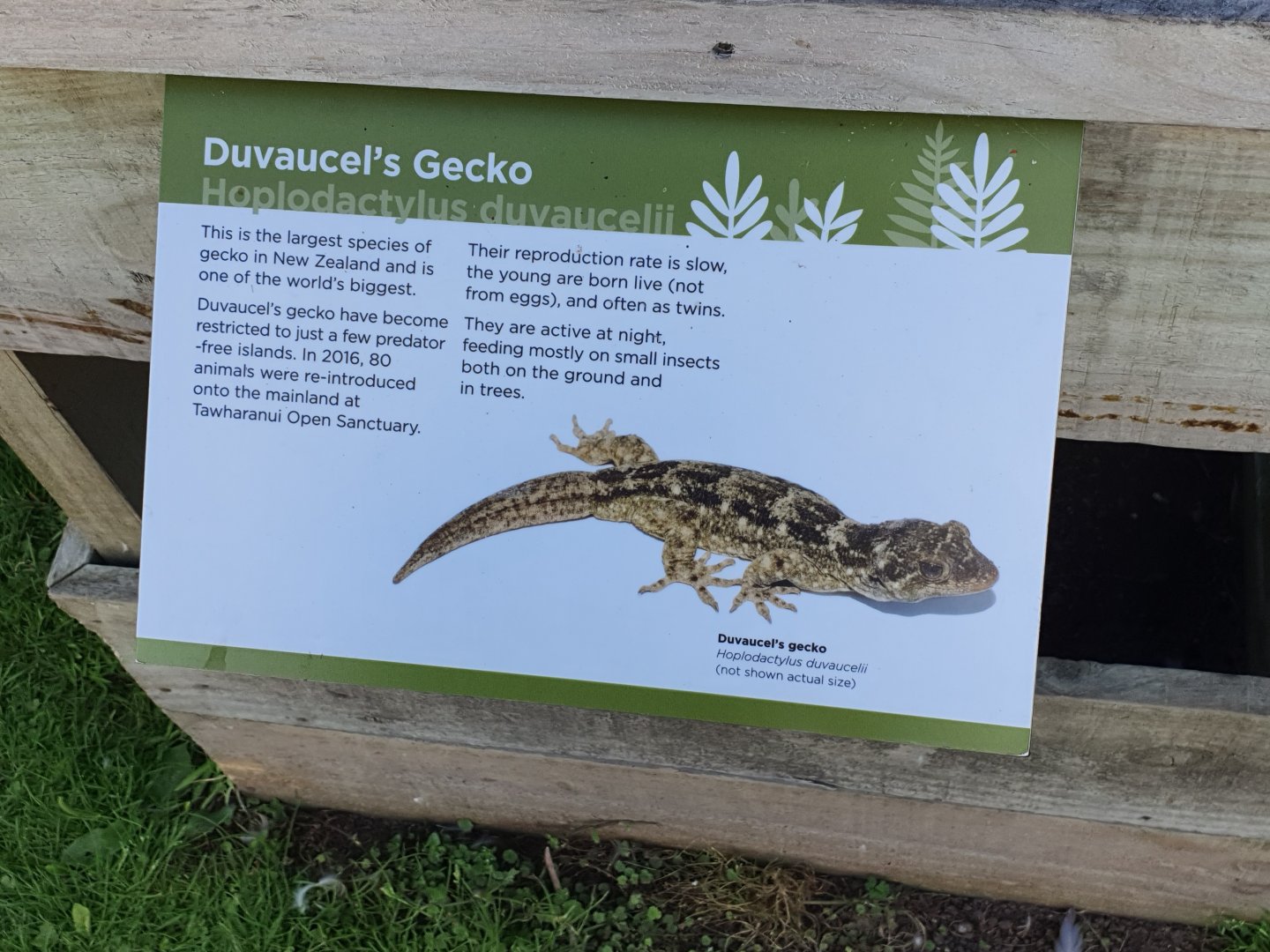 Duvaucel's Gecko sign