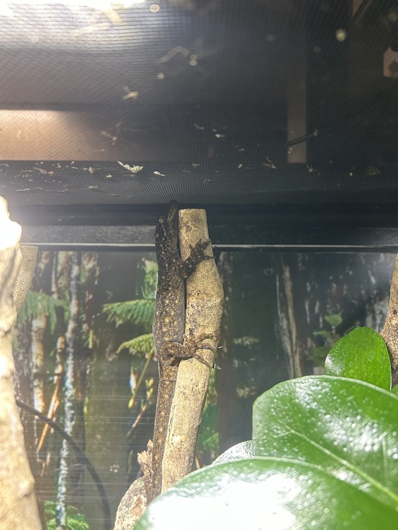 Duvaucel’s Gecko