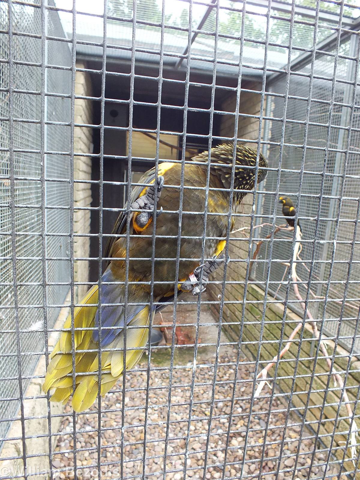 Duyvenbodes Lory and Enclosure