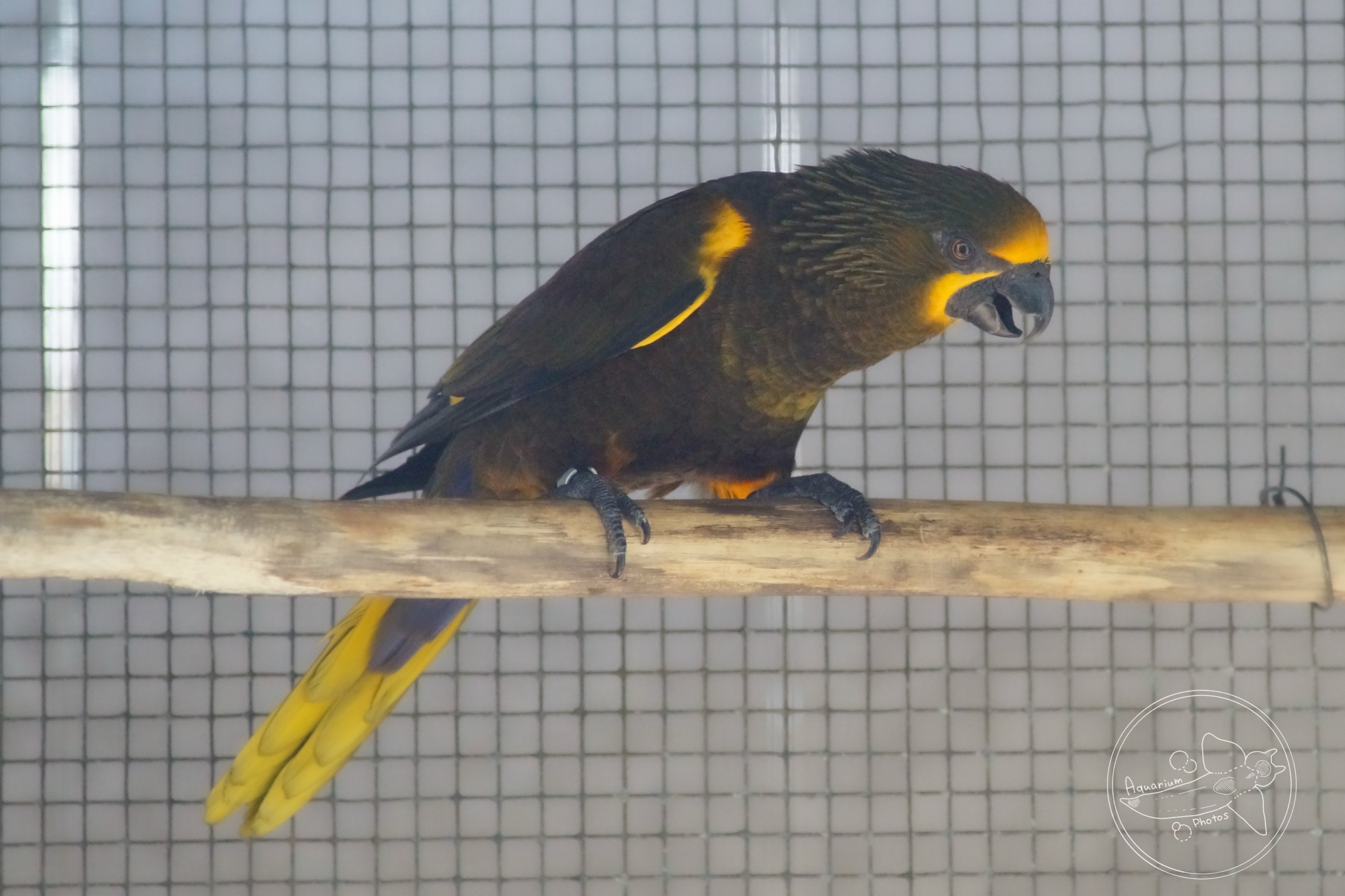 Duyvenbode's Lory (Chalcopsitta duivenbodei)