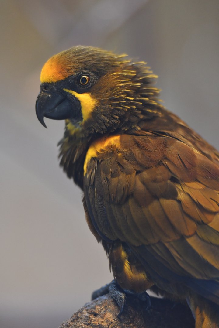 Duyvenbode's lory Chalcopsitta duivenbodei