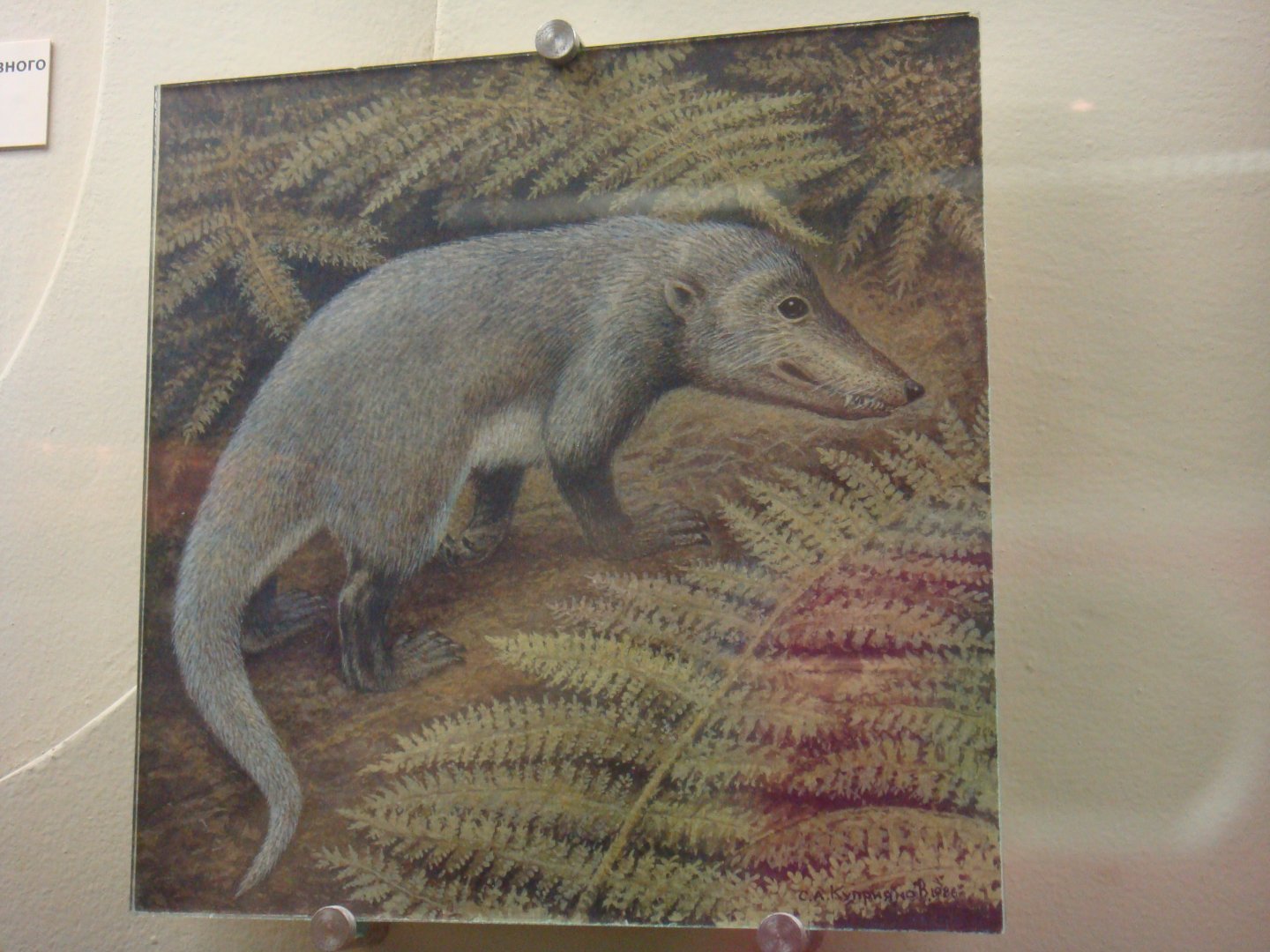 Dvinia prima reconstruction