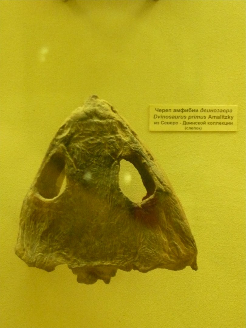 Dvinosaurus primus skull (cast)