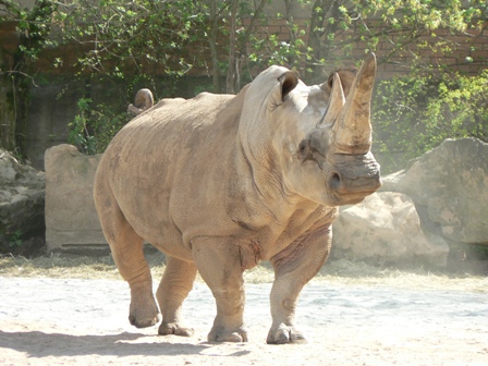 Dvur Kralove, SUNI, northern white