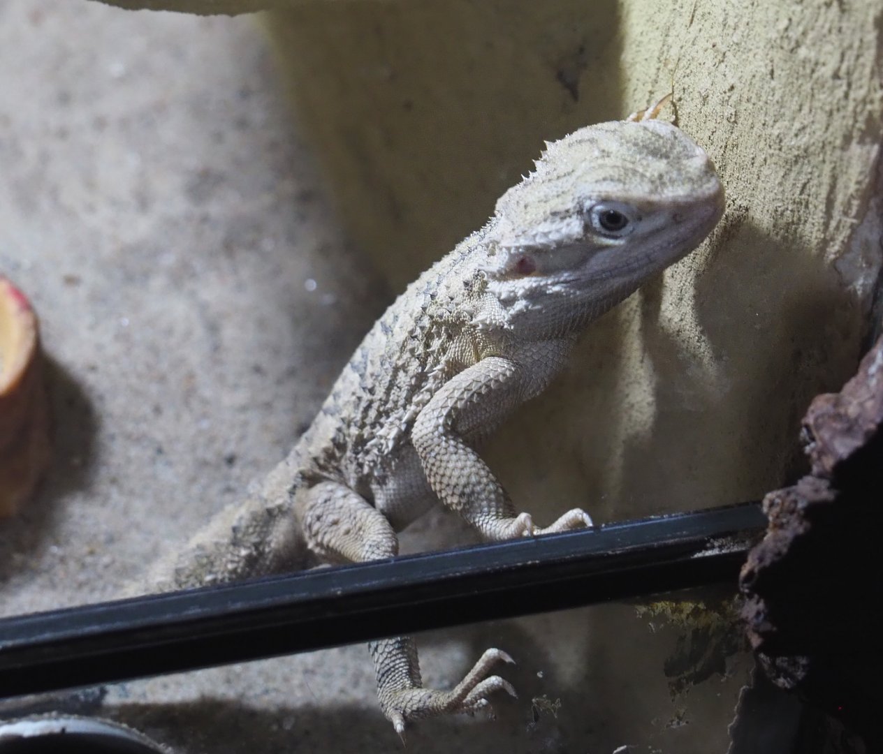 Dwarf bearded dragon or Black soil bearded dragon (Pogona henrylawsoni), 2020-09-12